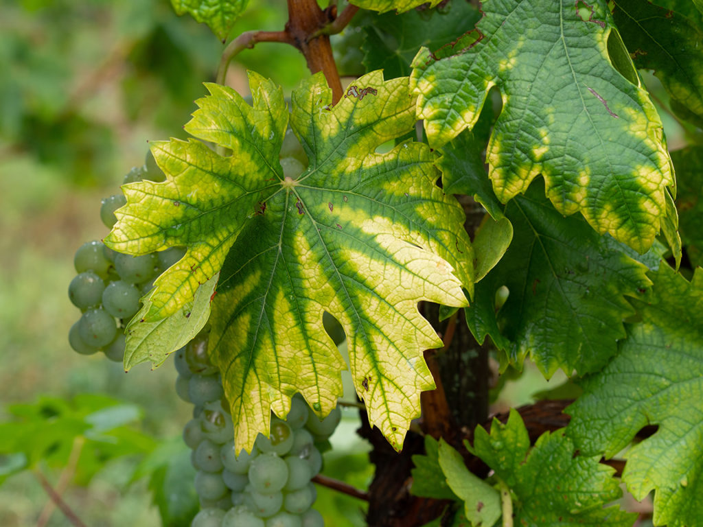 ulexite-plant-deficiency-uses